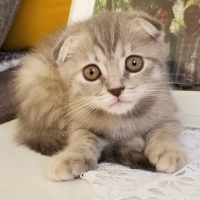Scottish Fold, Kedi  ısabel fotoğrafı