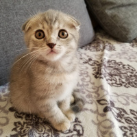 Scottish Fold, Kedi  ısabel fotoğrafı