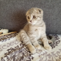 Scottish Fold, Kedi  ısabel fotoğrafı