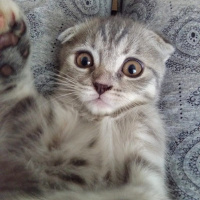 Scottish Fold, Kedi  ısabel fotoğrafı