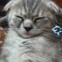 Scottish Fold, Kedi  ısabel fotoğrafı