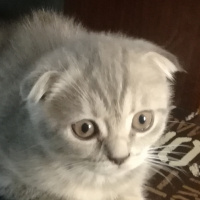 Scottish Fold, Kedi  ısabel fotoğrafı