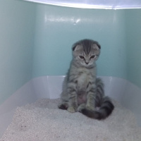 Scottish Fold, Kedi  ısabel fotoğrafı