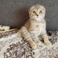 Scottish Fold, Kedi  ısabel fotoğrafı
