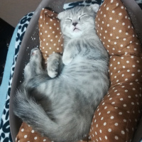 Scottish Fold, Kedi  ısabel fotoğrafı
