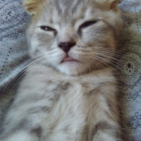 Scottish Fold, Kedi  ısabel fotoğrafı