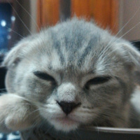 Scottish Fold, Kedi  ısabel fotoğrafı