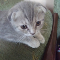 Scottish Fold, Kedi  ısabel fotoğrafı