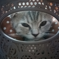 Scottish Fold, Kedi  ısabel fotoğrafı