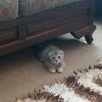 Scottish Fold, Kedi  ısabel fotoğrafı