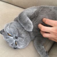 Scottish Fold, Kedi  Wolfie fotoğrafı