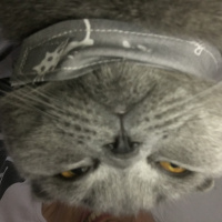 Scottish Fold, Kedi  Wolfie fotoğrafı