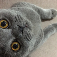 Scottish Fold, Kedi  Wolfie fotoğrafı