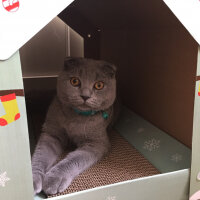 Scottish Fold, Kedi  Münir Bey fotoğrafı