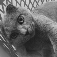 Scottish Fold, Kedi  Münir Bey fotoğrafı