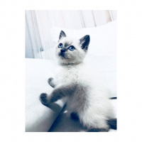 Siyam Kedisi, Kedi  fındık fotoğrafı