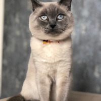 Siyam Kedisi, Kedi  fındık fotoğrafı