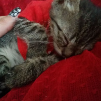 Tekir Kedi, Kedi  Mia fotoğrafı