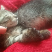 Tekir Kedi, Kedi  Mia fotoğrafı
