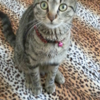 Tekir Kedi, Kedi  Fındık fotoğrafı