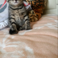 Tekir Kedi, Kedi  Fındık fotoğrafı