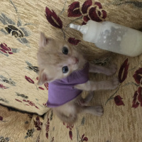 Tekir Kedi, Kedi  Dante fotoğrafı
