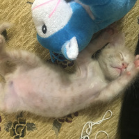 Tekir Kedi, Kedi  Dante fotoğrafı