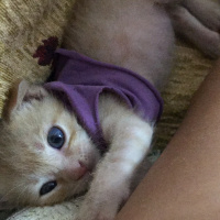Tekir Kedi, Kedi  Dante fotoğrafı