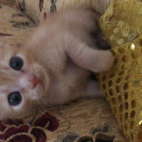 Tekir Kedi, Kedi  Dante fotoğrafı