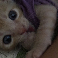 Tekir Kedi, Kedi  Dante fotoğrafı