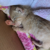 Tekir Kedi, Kedi  Dante fotoğrafı