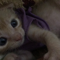 Tekir Kedi, Kedi  Dante fotoğrafı