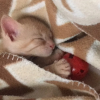 Tekir Kedi, Kedi  Dante fotoğrafı