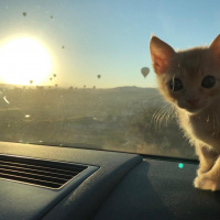 Tekir Kedi, Kedi  Dante fotoğrafı