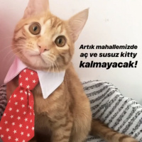 Tekir Kedi, Kedi  Dante fotoğrafı