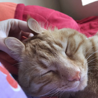 Tekir Kedi, Kedi  Dante fotoğrafı