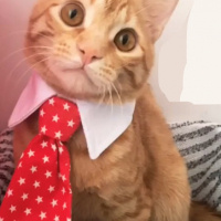 Tekir Kedi, Kedi  Dante fotoğrafı