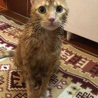 Tekir Kedi, Kedi  Dante fotoğrafı