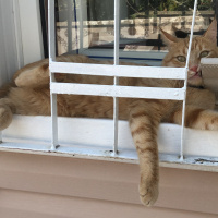 Tekir Kedi, Kedi  Dante fotoğrafı