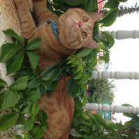 Tekir Kedi, Kedi  Dante fotoğrafı