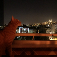 Tekir Kedi, Kedi  Dante fotoğrafı