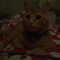 Tekir Kedi, Kedi  Dante fotoğrafı