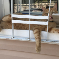 Tekir Kedi, Kedi  Dante fotoğrafı