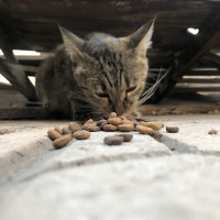 Tekir Kedi, Kedi  Dante fotoğrafı
