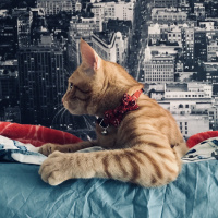 Tekir Kedi, Kedi  Dante fotoğrafı
