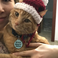 Tekir Kedi, Kedi  Dante fotoğrafı