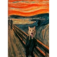 Tekir Kedi, Kedi  Dante fotoğrafı