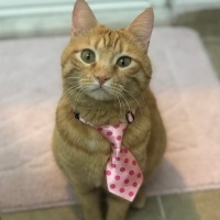 Tekir Kedi, Kedi  Dante fotoğrafı