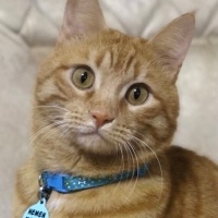 Tekir Kedi, Kedi  Dante fotoğrafı