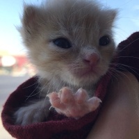 Tekir Kedi, Kedi  Dante fotoğrafı